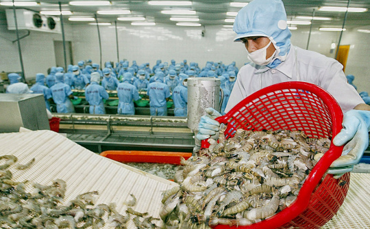 Vượt Hoa Kỳ, Trung Quốc trở thành thị trường nhập khẩu tôm lớn nhất của Việt Nam