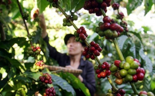 Giá cà phê hôm nay 12/6: Giảm trở lại, thị trường “mất nhiệt” khi giá tiêu tăng nóng