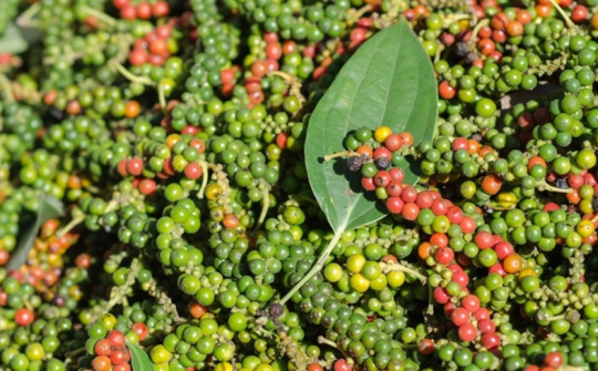 Đối thoại, tìm giải pháp cho các lô hàng hồ tiêu, cà phê xuất khẩu bị thiếu ruột