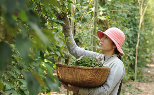 Giá tiêu hôm nay 12/6: Cán mốc 180.000 đồng/kg, giá xuất khẩu tăng vọt hơn 20% sau 1 ngày