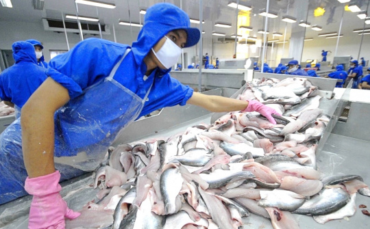 Giá bán cá tra sang Mỹ tăng 20%, kỳ vọng lãi ròng của Thủy sản Vĩnh Hoàn (VHC) vượt nghìn tỷ đồng
