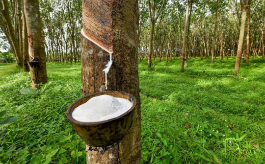 Giá cao su lên cao nhất 2 năm, lợi nhuận của Cao su Đồng Phú (DPR) dự kiến tăng 14%