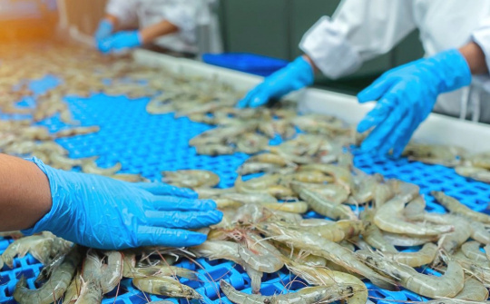 Vượt gió ngược, tiêu thụ tôm tháng 5 của Thực phẩm Sao Ta (FMC) tăng 53%