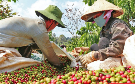 Giá cà phê hôm nay 4/6: Sản lượng Robusta của Việt Nam dự báo thấp nhất 4 năm