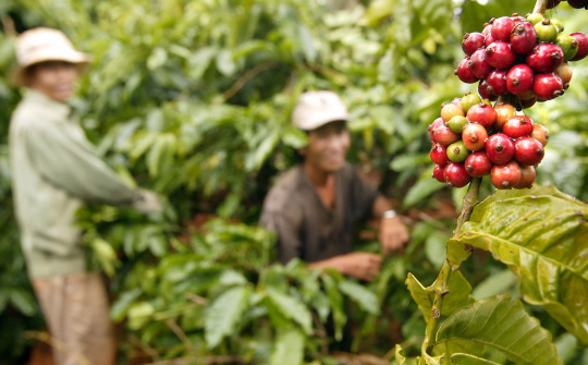 Giá cà phê hôm nay 5/6: Bật tăng trở lại, dự báo sản lượng vụ tới giảm 20%