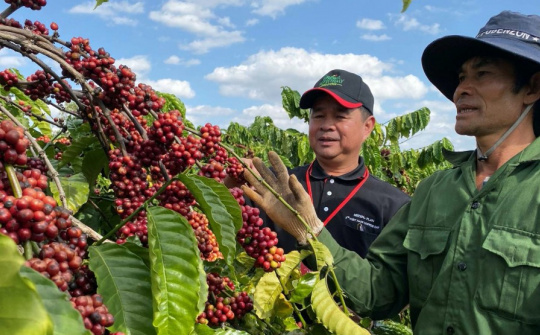 Giá cà phê hôm nay 8/6: Điều chỉnh nhẹ, người dân đổ xô mua cây giống để tái canh