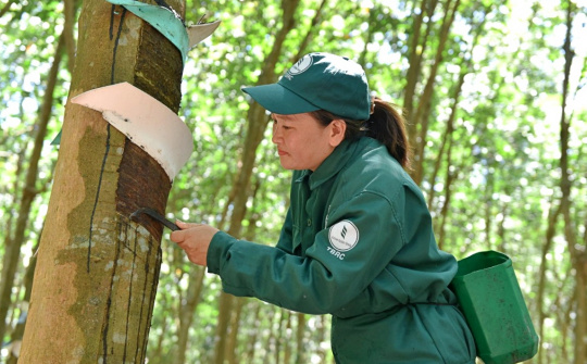 Giá cao su xuất khẩu tăng tháng thứ 8 liên tiếp, kỳ vọng nhóm doanh nghiệp cao su tăng tốc
