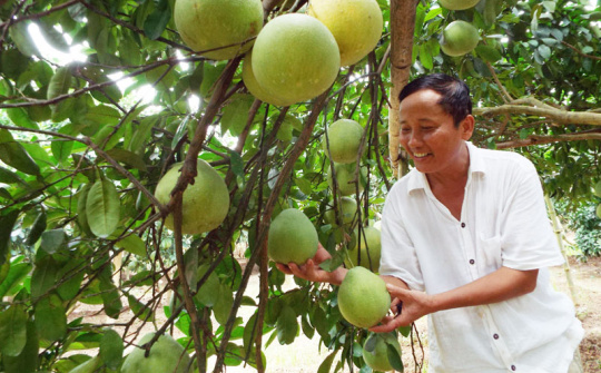 Phân bón Văn Điển: Mô hình chăm sóc hiệu quả cho cây Bưởi Hòa Bình