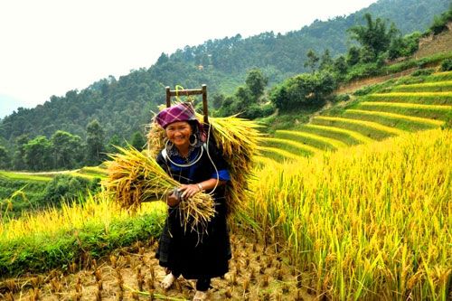 Thương hiệu Phân bón Văn Điển đến với bà con vùng núi Bắc Kạn