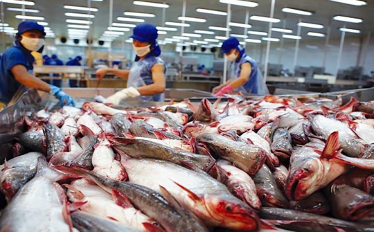 Xuất khẩu cá tra sang EU đạt gần 7 triệu USD chỉ trong nửa đầu tháng 6