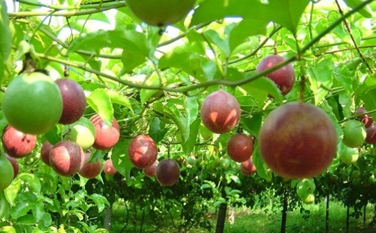 Chanh leo Việt Nam chính thức được xuất khẩu chính ngạch sang Australia