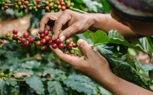 Giá cà phê hôm nay 23/9: USDA dự báo sản lượng cà phê Việt Nam giảm 1% trong vụ mùa tới