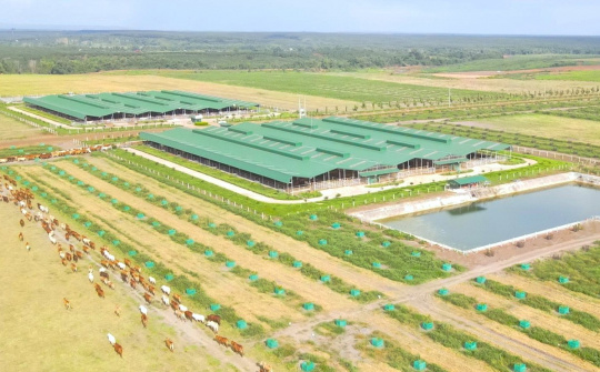 Trước ngày rời HoSE, HAGL Agrico (HNG) bị kiểm toán nghi ngờ khả năng hoạt động liên tục