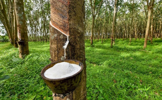 Phân tích các ảnh hưởng của năng lực nhà quản trị cấp trung đến triển khai chiến lược của các doanh nghiệp Việt Nam trong ngành Cao su