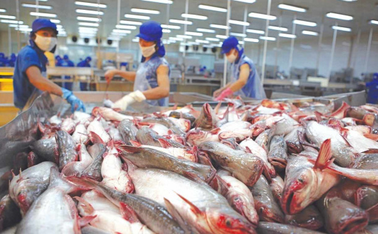 Thuỷ sản Vĩnh Hoàn (VHC): Thị trường nội địa vươn lên dẫn đầu, xuất khẩu sang Mỹ tăng tốc