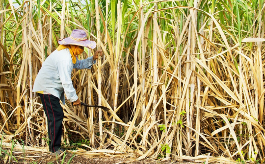 Tiếp tục áp thuế chống lẩn tránh phòng vệ thương mại với một số sản phẩm đường mía của Myanmar