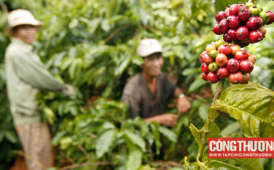 Giá cà phê hôm nay 16/10: Nhu cầu phục hồi, giá Robusta tăng nhẹ,