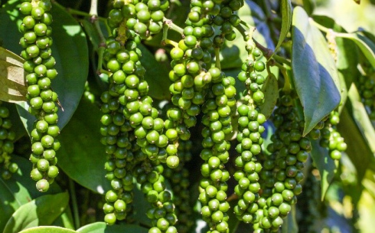 Giá tiêu hôm nay 16/10: Tiêu Việt Nam xuất khẩu giảm 200 USD/tấn