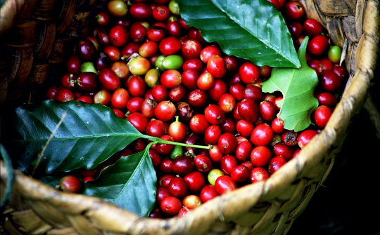 Giá cà phê hôm nay 18/10: Giá Robusta trong nước và thế giới đều giảm nhẹ