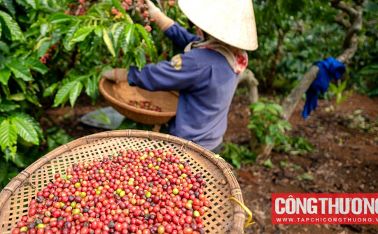 Giá cà phê hôm nay 24/10: Giá Robusta giảm gần 4% trên sàn quốc tế