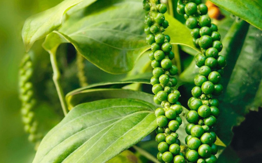 Giá tiêu hôm nay 4/10: Thị trường hạ nhiệt, giá vẫn neo ở mức cao