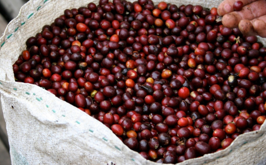 Giá cà phê hôm nay 7/10: Vượt mốc kỷ lục 7 tỷ USD trong 9 tháng đầu năm 2025