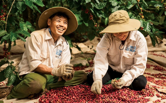 Điều gì làm nên kỷ lục xuất khẩu cho ngành cà phê Việt Nam trong năm 2025?