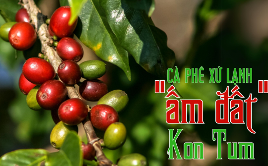 Cà phê xứ lạnh “ấm đất” Kon Tum