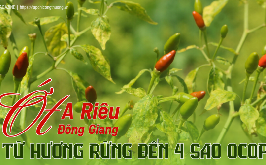 Ớt A Riêu Đông Giang: Từ hương rừng đến thương hiệu 4 sao