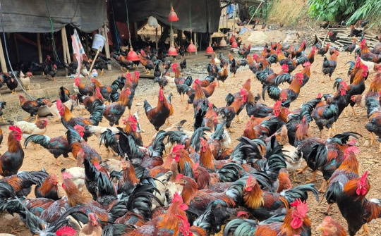 Bạch Thông (Thái Nguyên) giảm nghèo từ những mô hình kinh tế hiệu quả