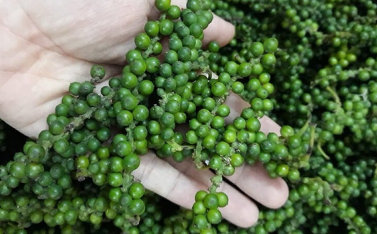 Giá tiêu hôm nay 13/11: Hồ tiêu Việt Nam đạt năng suất vượt trội, phát triển theo hướng canh tác bền vững