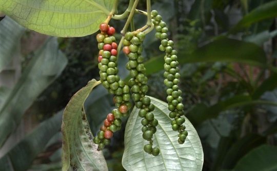 Giá tiêu hôm nay 14/11: Giảm ngày thứ ba liên tiếp, về dưới mốc 146.000 đồng/kg