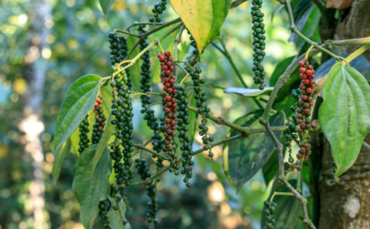 Giá tiêu hôm nay 15/11: Tăng nhẹ trở lại sau chuỗi giảm liên tiếp