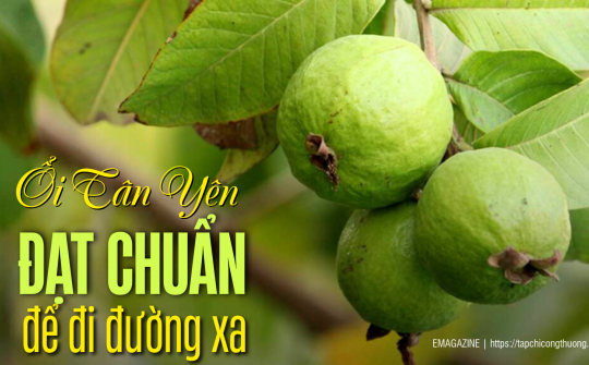 [eMagazine] Ổi Tân Yên - Đạt chuẩn để đi đường xa