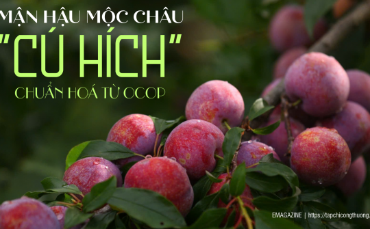 [eMagazine] Mận hậu Mộc Châu: Cú hích chuẩn hoá từ OCOP
