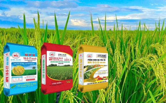 Phân bón Văn Điển - Nuôi dưỡng “Hạt ngọc mùa vàng” năng suất cao