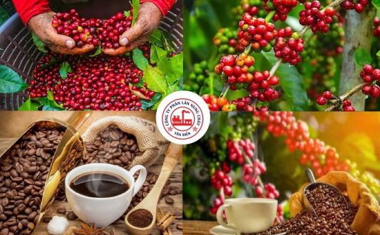 Phân lân Văn Điển - Giải pháp dinh dưỡng toàn diện cho cây cà phê Tây Nguyên