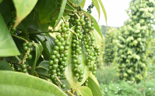 Giá tiêu hôm nay 21/11: Kỳ vọng phục hồi dịp cuối năm