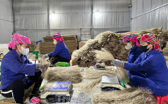 Thái Nguyên nâng cao giá trị nông sản từ các mô hình liên kết sản xuất - tiêu thụ