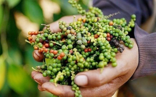 Giá tiêu hôm nay 28/11: Thị trường vượt ngưỡng 150.000 đồng/kg