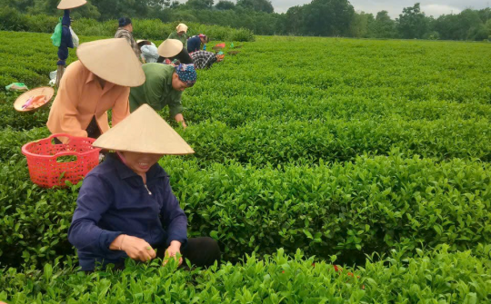 Khi truyền thông chính sách trở thành động lực phát triển kinh tế ở Văn Hán (Thái Nguyên)