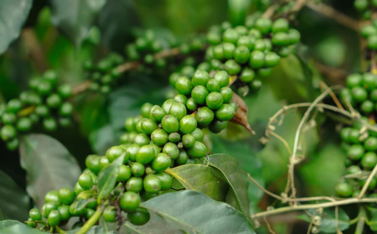 Giá tiêu hôm nay 29/11: Thị trường toàn cầu phục hồi