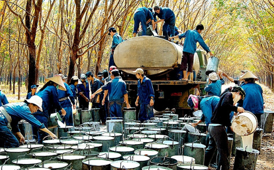 Dung lượng nhập khẩu cao su của 5 thị trường lớn nhất và thị phần của Việt Nam