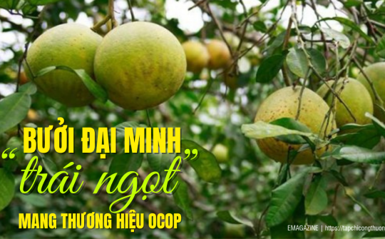 [eMagazine] Bưởi Đại Minh - “trái ngọt” mang thương hiệu OCOP