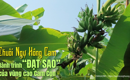 Chuối Ngự Hồng Cam  -  Hành trình “đạt sao” của vùng cao Cam Cọn