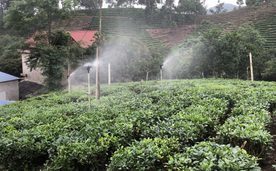 Thái Nguyên: Công nghệ số ngành chè là đòn bẩy xây dựng thương hiệu và tạo sinh kế bền vững