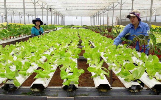 Tạo điều kiện phát triển kinh tế tập thể, hợp tác xã theo mô hình xanh, số, tuần hoàn