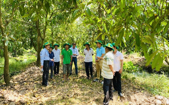 Phục hồi vườn cây ăn trái Đồng bằng sông Cửu Long sau ngập úng: Giải pháp khoa học cho bà con nhà vườn