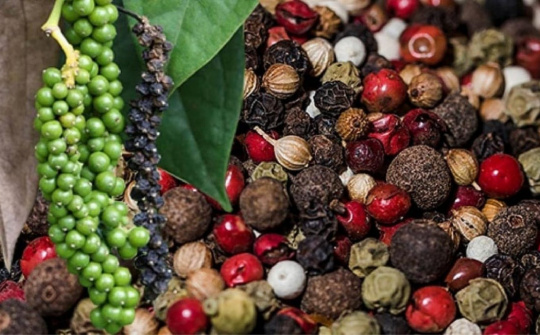 Giá tiêu hôm nay 13/12: Xuất khẩu lập kỷ lục mới, hướng tới mốc 1,6 tỷ USD năm 2025