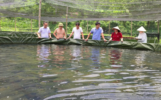 Mô hình nuôi cá tầm mở hướng giảm nghèo ở vùng cao Thần Sa (Thái Nguyên)